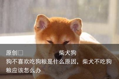 柴犬狗狗不喜欢吃狗粮是什么原因,柴犬不吃狗粮应该怎么办
