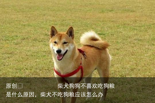 柴犬狗狗不喜欢吃狗粮是什么原因,柴犬不吃狗粮应该怎么办