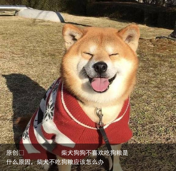 柴犬狗狗不喜欢吃狗粮是什么原因,柴犬不吃狗粮应该怎么办