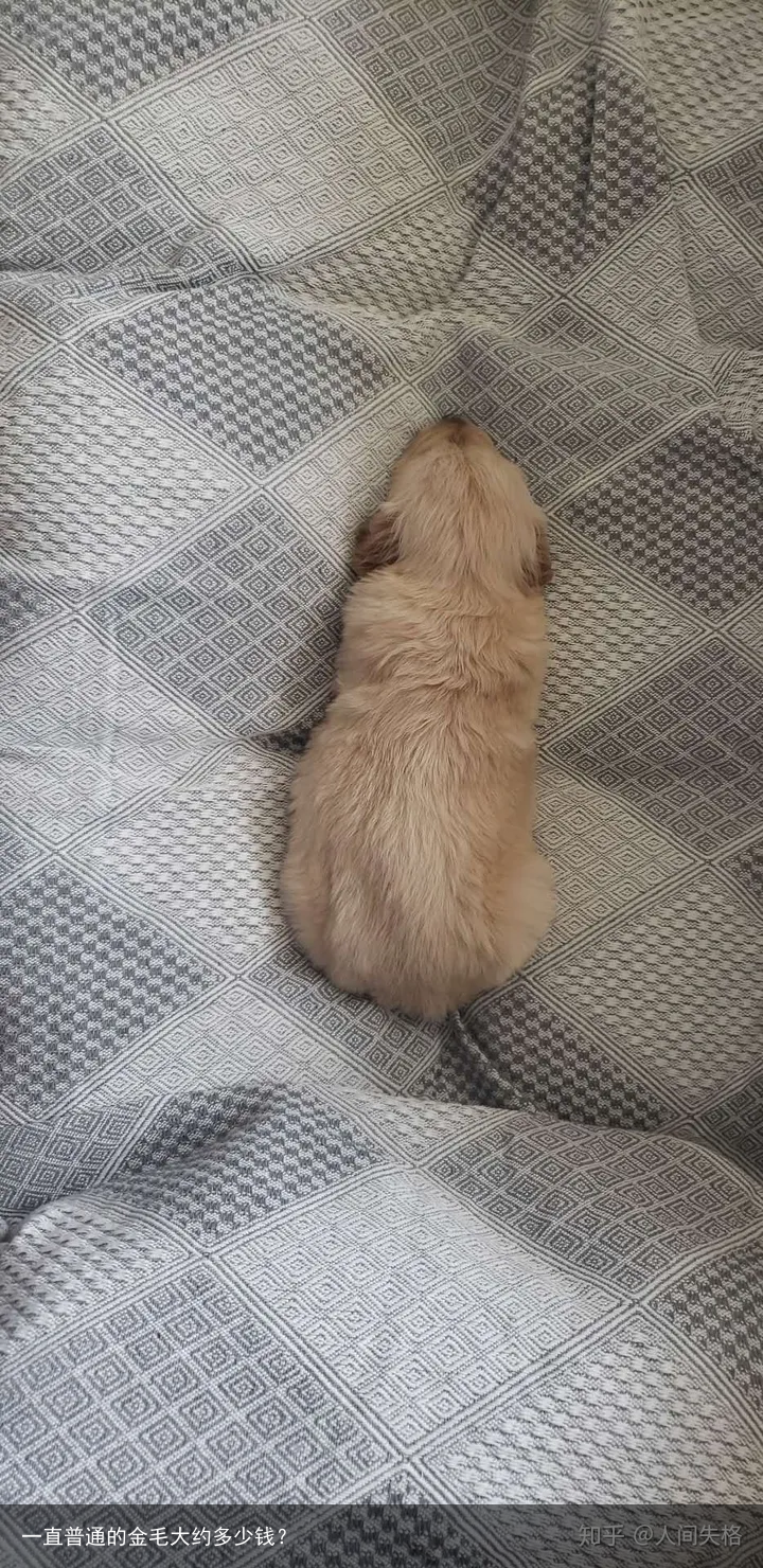 一直普通的金毛大约多少钱?