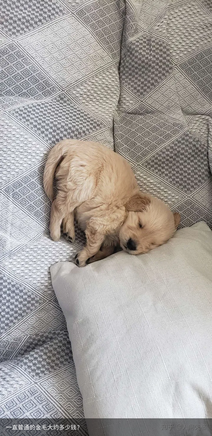 一直普通的金毛大约多少钱?
