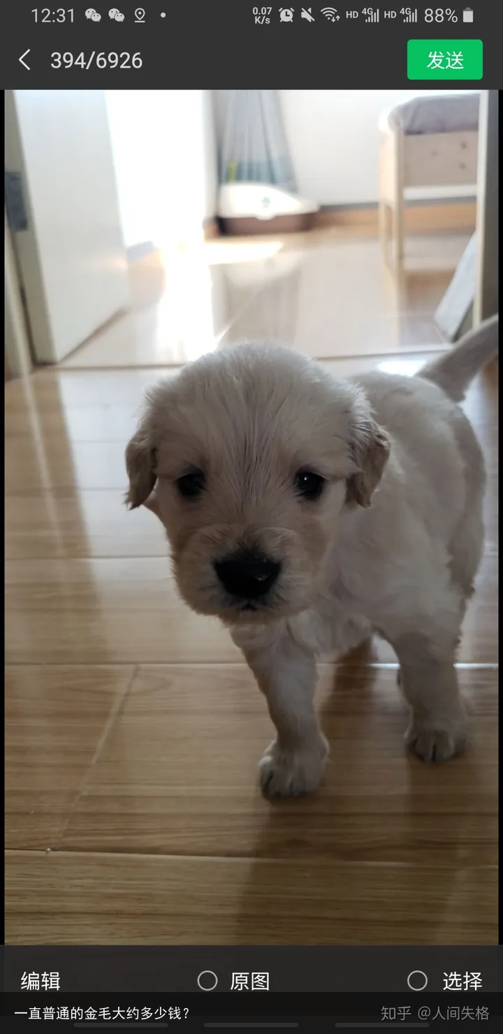 一直普通的金毛大约多少钱?