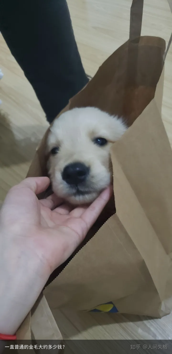 一直普通的金毛大约多少钱?