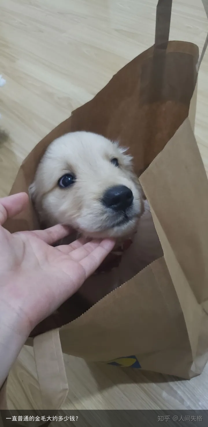 一直普通的金毛大约多少钱?
