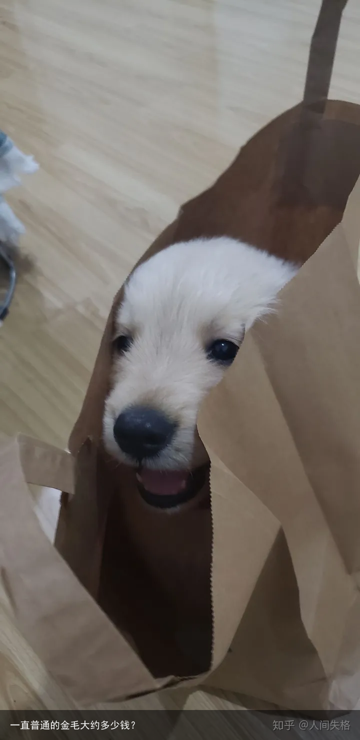一直普通的金毛大约多少钱?