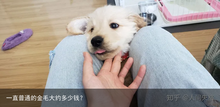 一直普通的金毛大约多少钱?