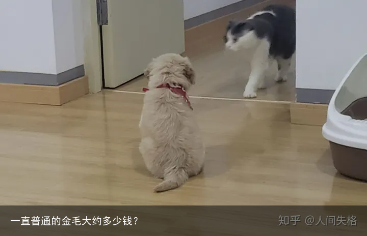 一直普通的金毛大约多少钱?