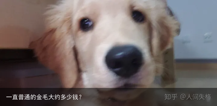 一直普通的金毛大约多少钱?
