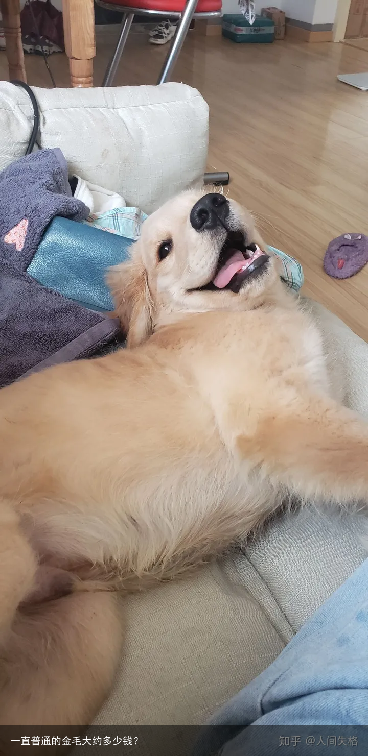 一直普通的金毛大约多少钱?