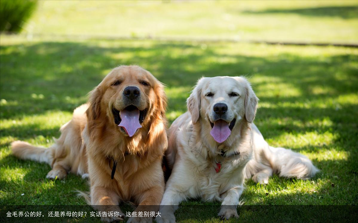 金毛养公的好,还是养母的好?实话告诉你,这些差别很大