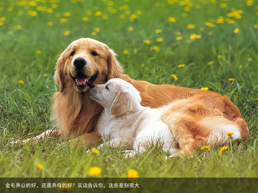 金毛养公的好,还是养母的好?实话告诉你,这些差别很大