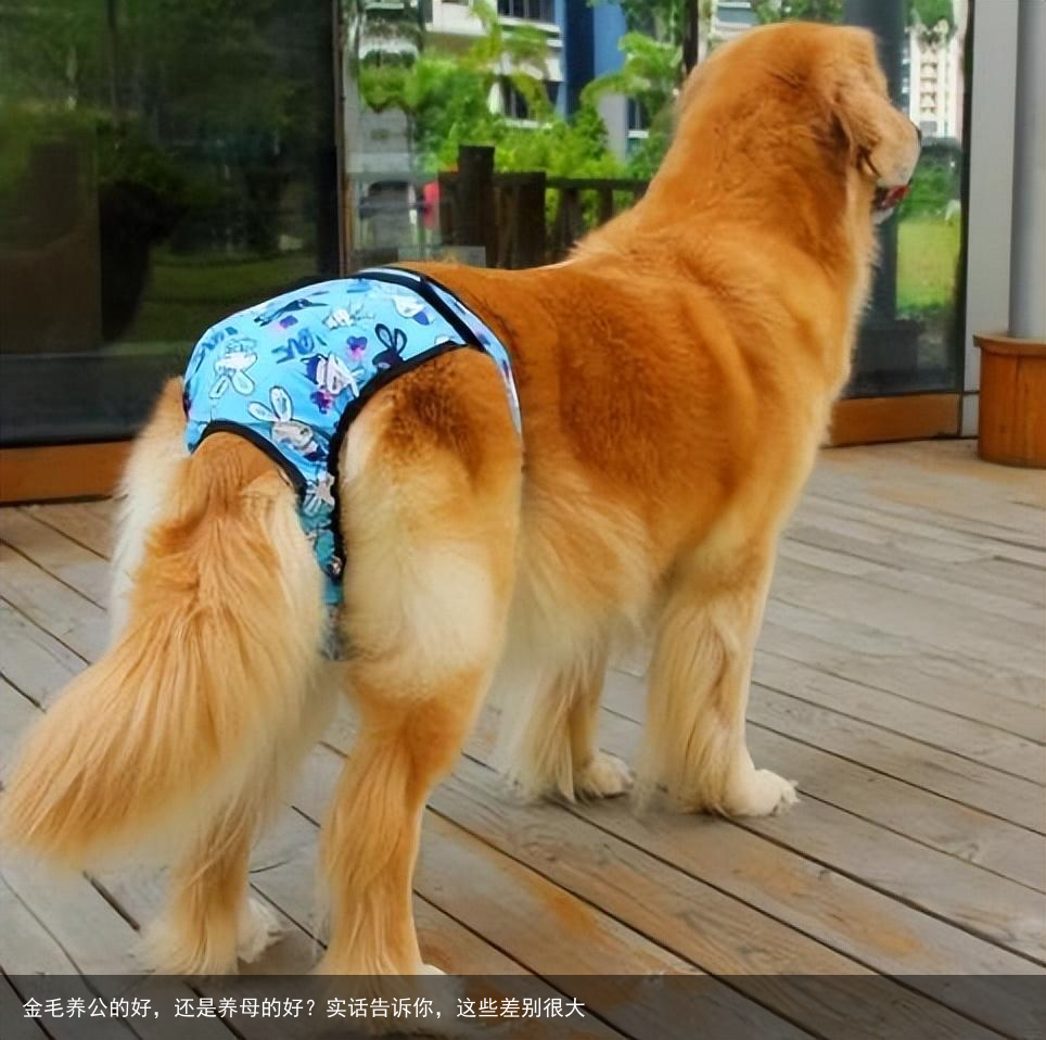 金毛养公的好,还是养母的好?实话告诉你,这些差别很大