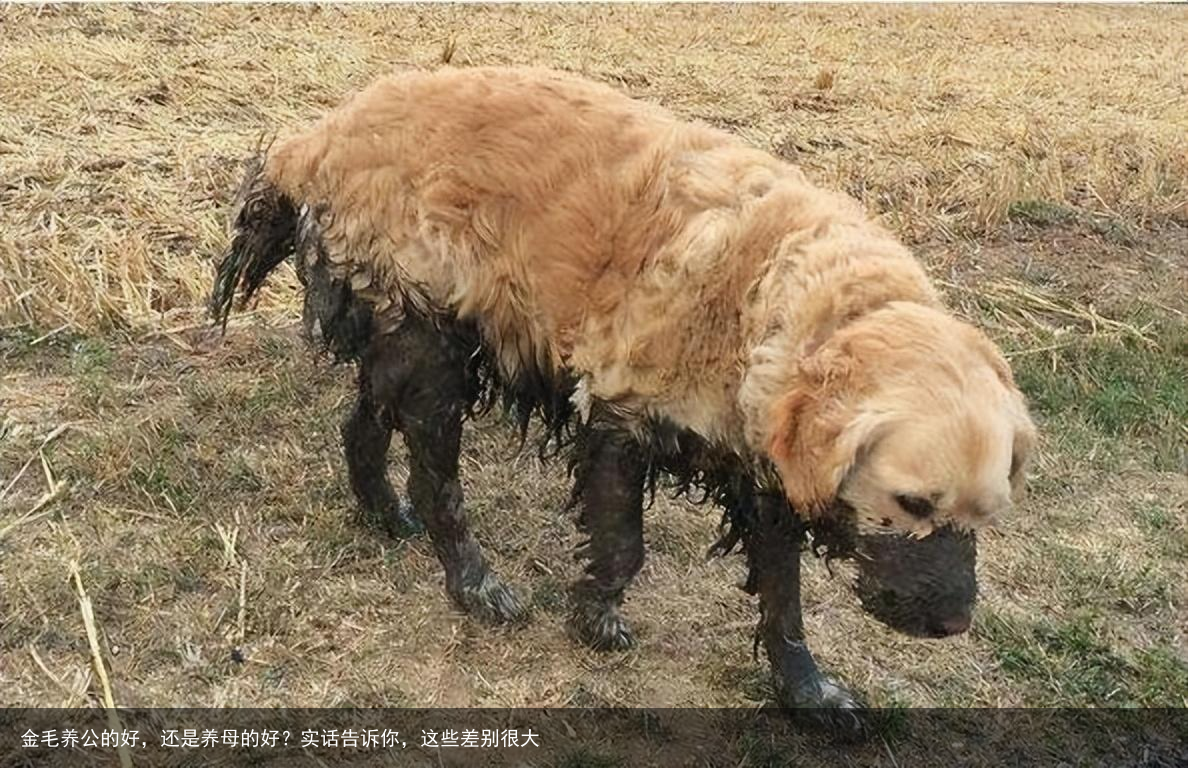 金毛养公的好,还是养母的好?实话告诉你,这些差别很大