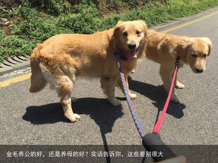 金毛养公的好,还是养母的好?实话告诉你,这些差别很大