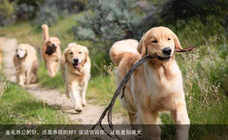 金毛养公的好,还是养母的好?实话告诉你,这些差别很大