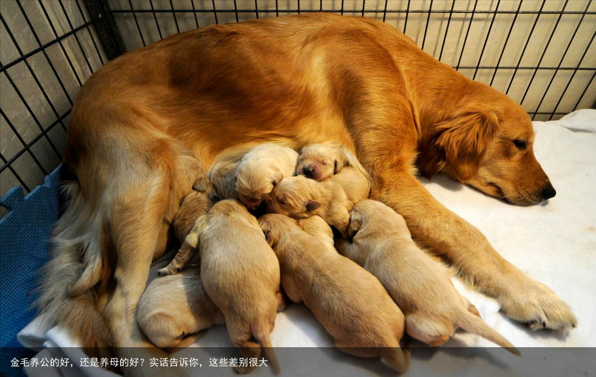 金毛养公的好,还是养母的好?实话告诉你,这些差别很大