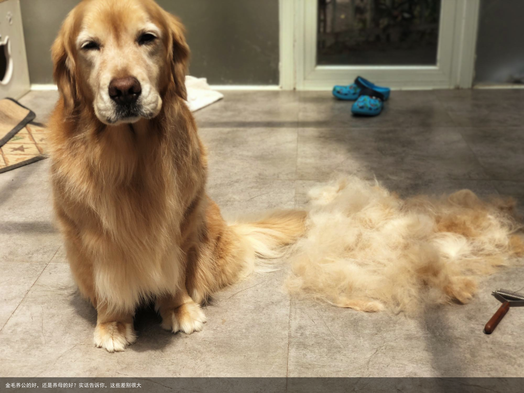 金毛养公的好,还是养母的好?实话告诉你,这些差别很大
