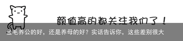 金毛养公的好,还是养母的好?实话告诉你,这些差别很大