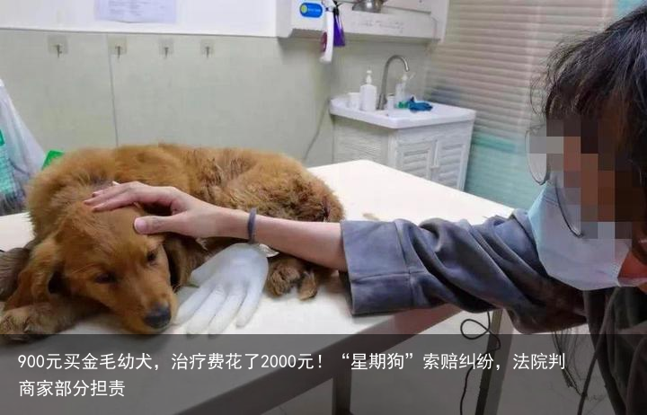 900元买金毛幼犬,治疗费花了2000元!“星期狗”索赔纠纷,法院判商家部分担责