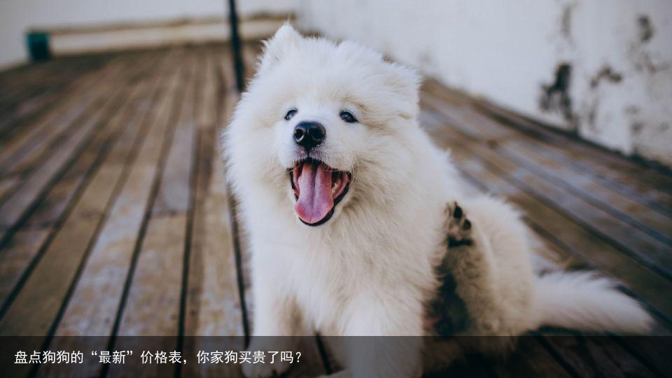 盘点狗狗的“最新”价格表,你家狗买贵了吗?