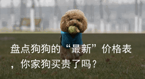 盘点狗狗的“最新”价格表,你家狗买贵了吗?