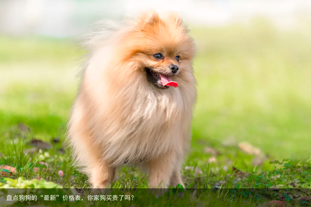 盘点狗狗的“最新”价格表,你家狗买贵了吗?