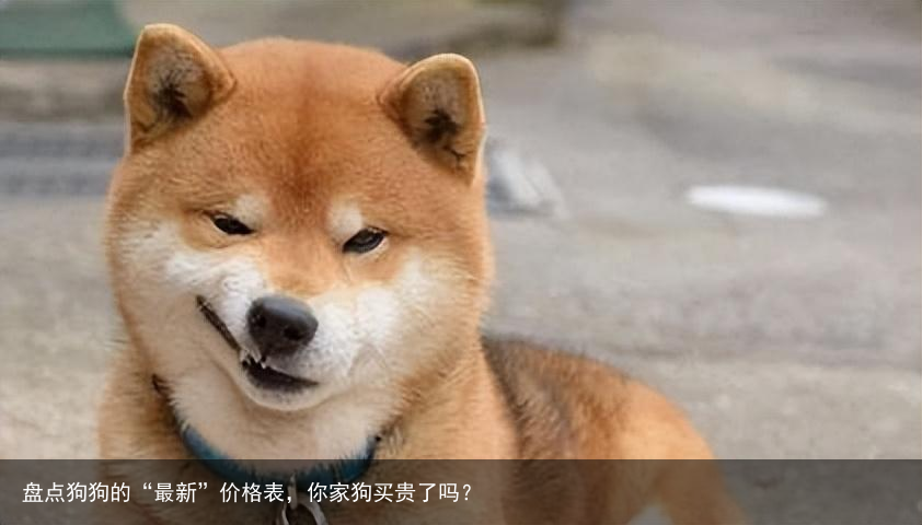 盘点狗狗的“最新”价格表,你家狗买贵了吗?