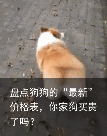 盘点狗狗的“最新”价格表,你家狗买贵了吗?