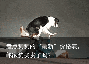 盘点狗狗的“最新”价格表,你家狗买贵了吗?