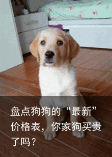 盘点狗狗的“最新”价格表,你家狗买贵了吗?