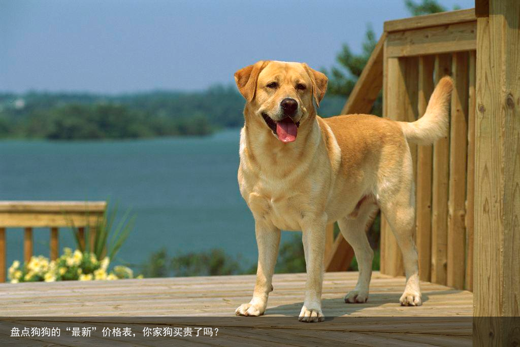 盘点狗狗的“最新”价格表,你家狗买贵了吗?