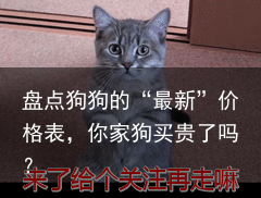 盘点狗狗的“最新”价格表,你家狗买贵了吗?