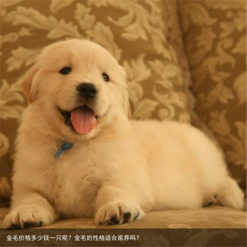 金毛价格多少钱一只呢?金毛的性格适合家养吗?