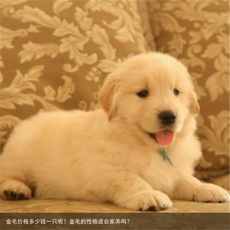 金毛价格多少钱一只呢?金毛的性格适合家养吗?