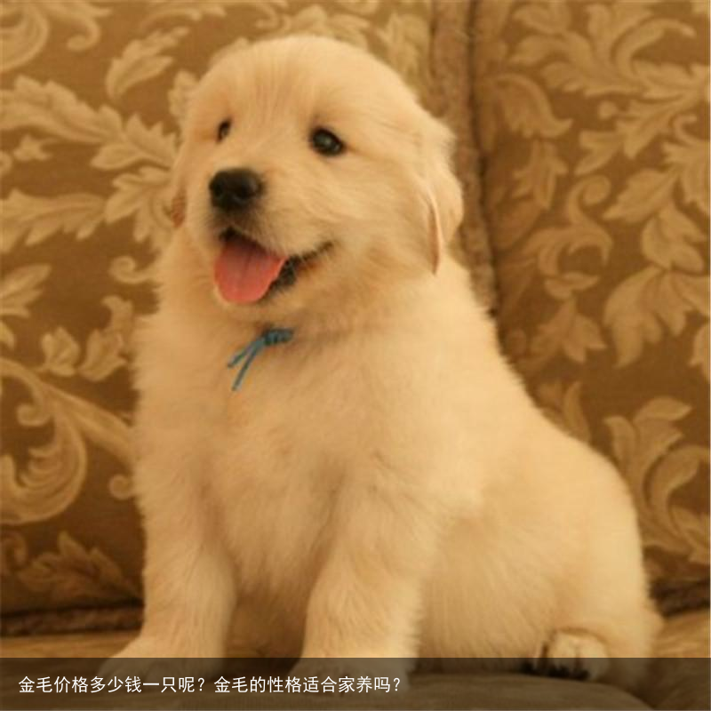 金毛价格多少钱一只呢?金毛的性格适合家养吗?