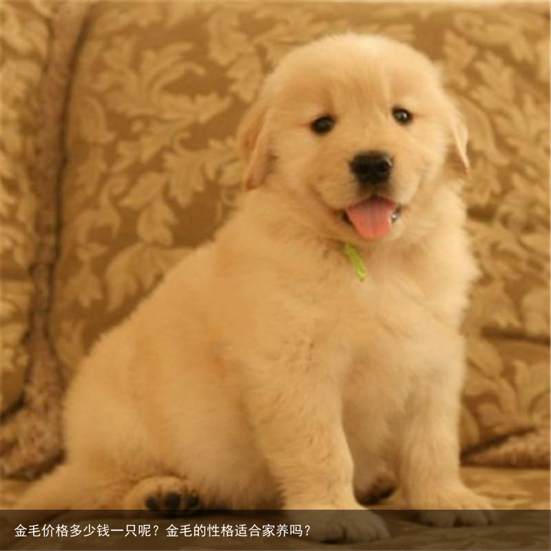 金毛价格多少钱一只呢?金毛的性格适合家养吗?