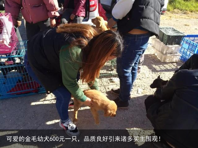可爱的金毛幼犬600元一只,品质良好引来诸多买主围观!