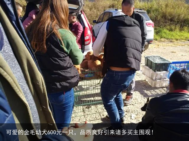 可爱的金毛幼犬600元一只,品质良好引来诸多买主围观!