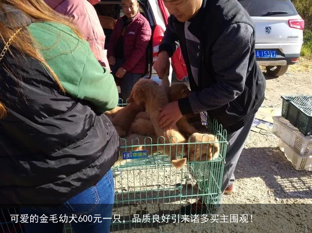 可爱的金毛幼犬600元一只,品质良好引来诸多买主围观!
