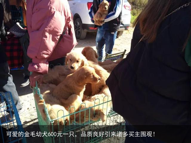可爱的金毛幼犬600元一只,品质良好引来诸多买主围观!