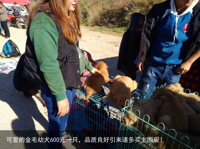 可爱的金毛幼犬600元一只,品质良好引来诸多买主围观!