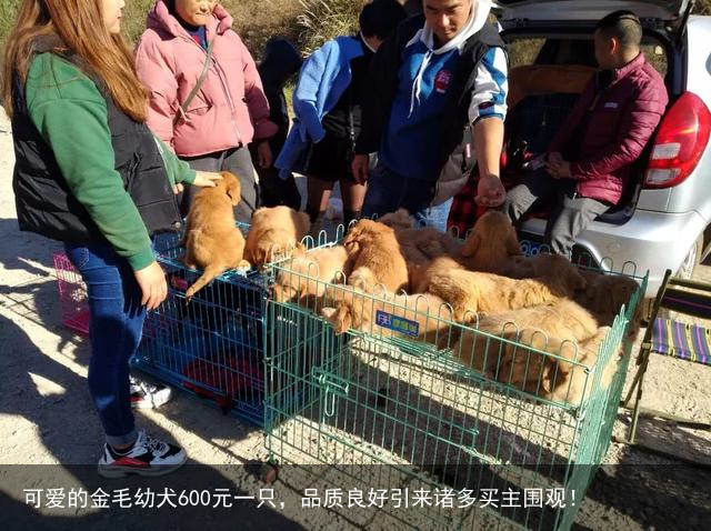 可爱的金毛幼犬600元一只,品质良好引来诸多买主围观!
