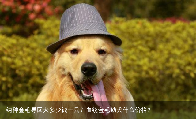 纯种金毛寻回犬多少钱一只?血统金毛幼犬什么价格?
