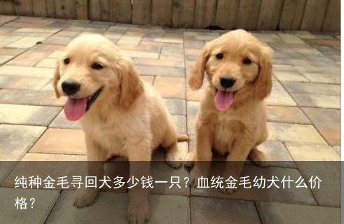 纯种金毛寻回犬多少钱一只?血统金毛幼犬什么价格?