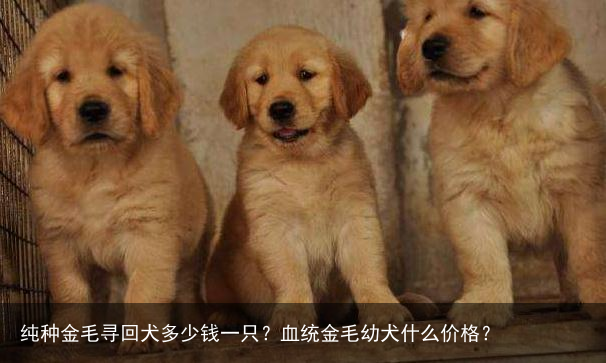 纯种金毛寻回犬多少钱一只?血统金毛幼犬什么价格?