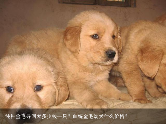 纯种金毛寻回犬多少钱一只?血统金毛幼犬什么价格?