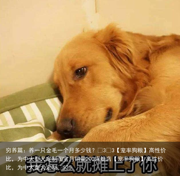穷养篇:养一只金毛一个月多少钱?