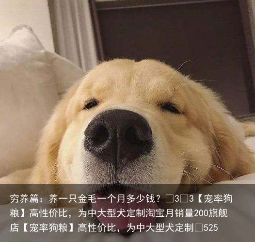 穷养篇:养一只金毛一个月多少钱?