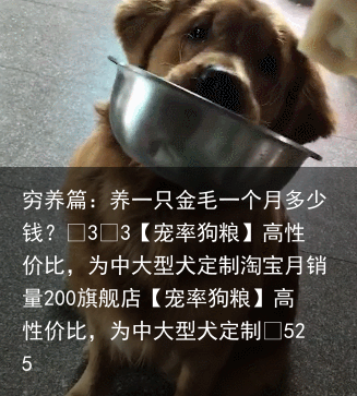 穷养篇:养一只金毛一个月多少钱?