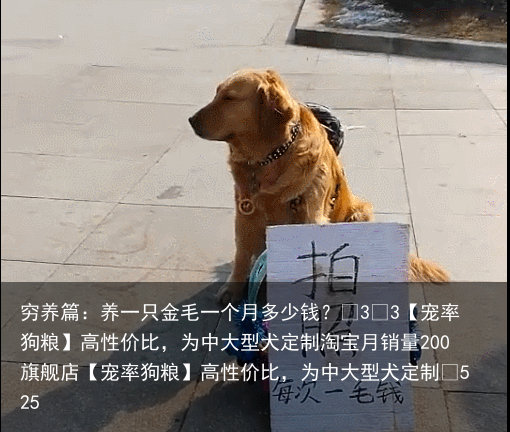 穷养篇:养一只金毛一个月多少钱?